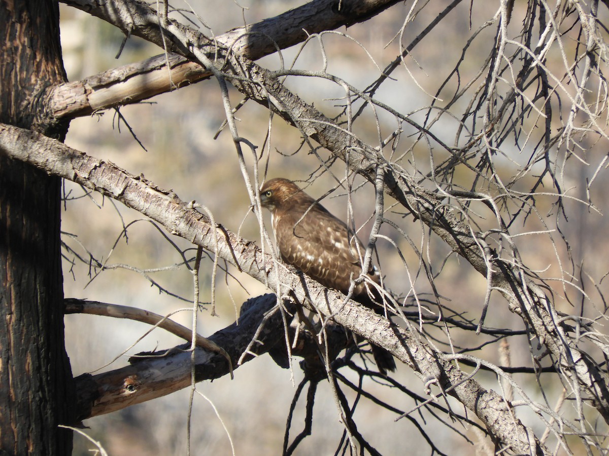 Rotschwanzbussard - ML185778451