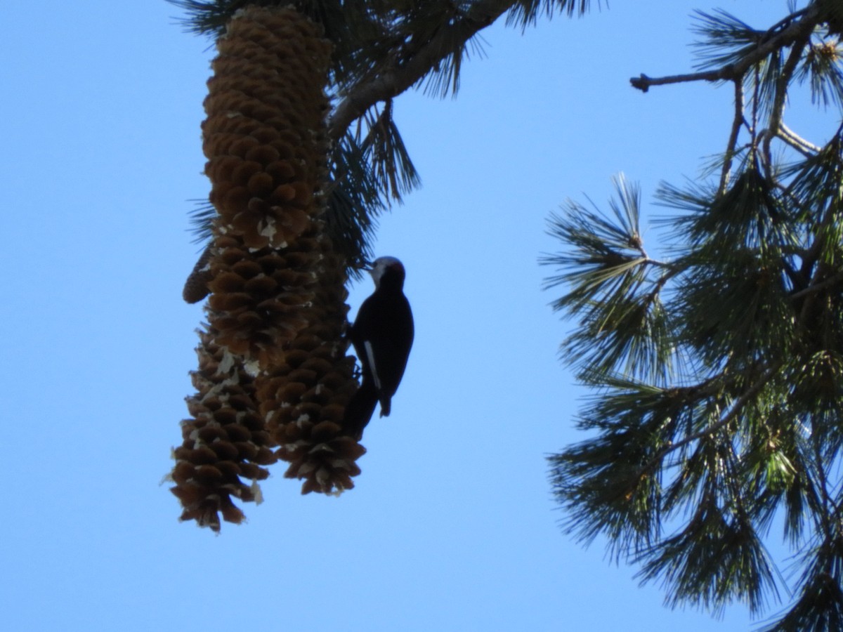 White-headed Woodpecker - ML185778541