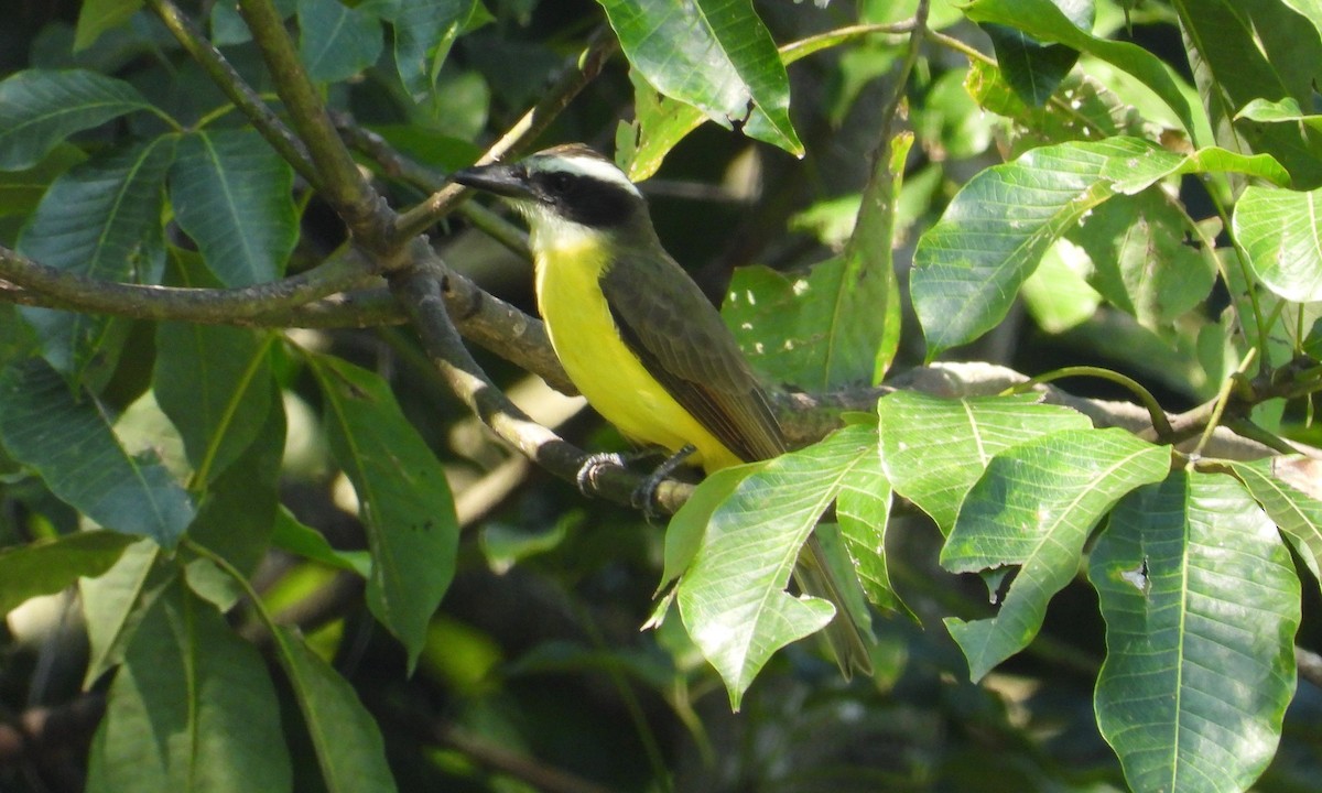 Boat-billed Flycatcher - grete pasch