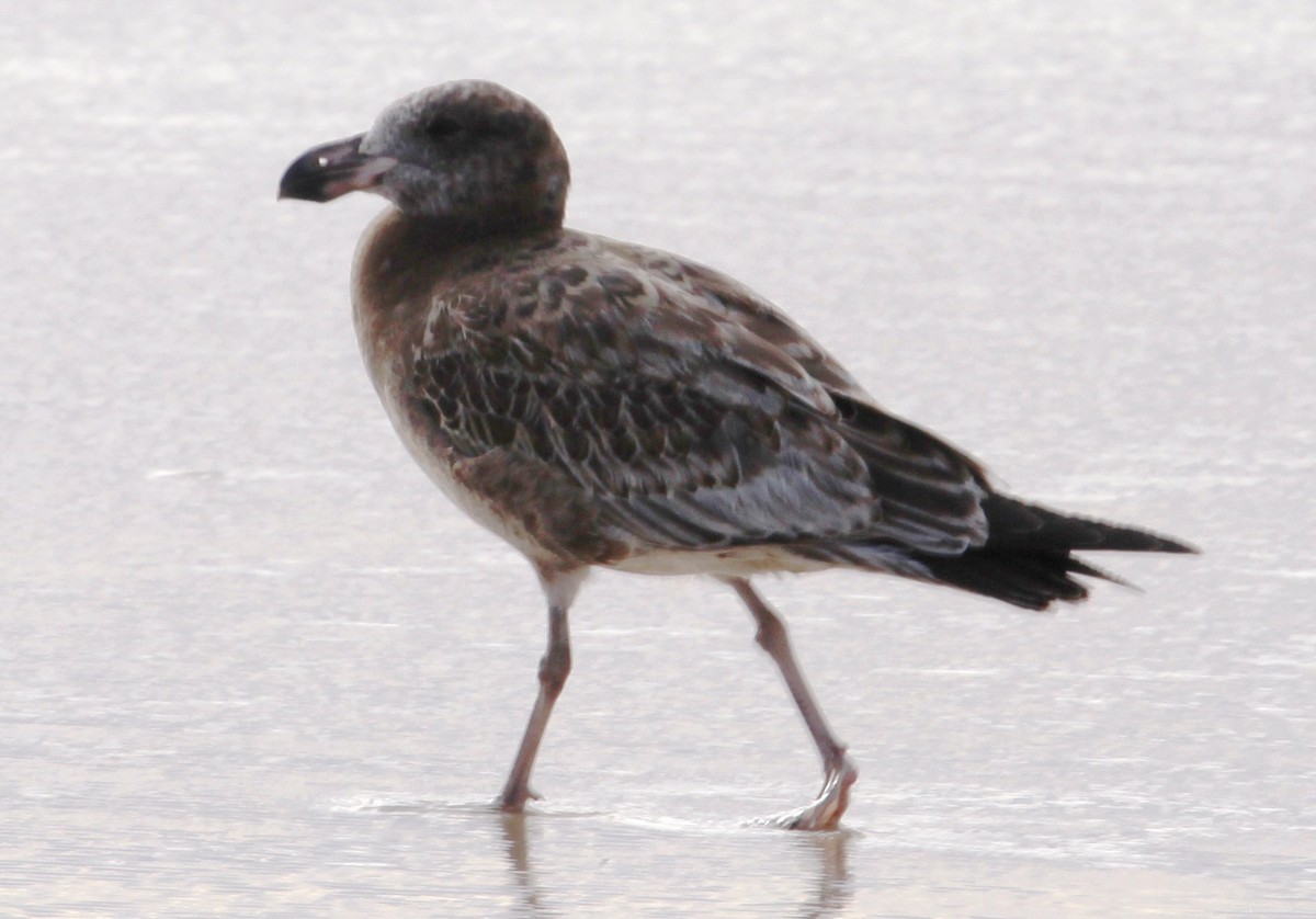 Pacific Gull - Ian Bradshaw