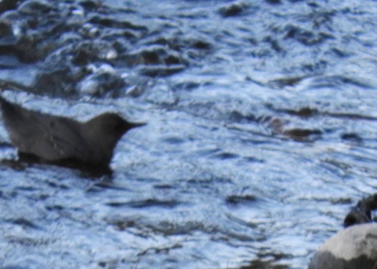 American Dipper - ML185782321