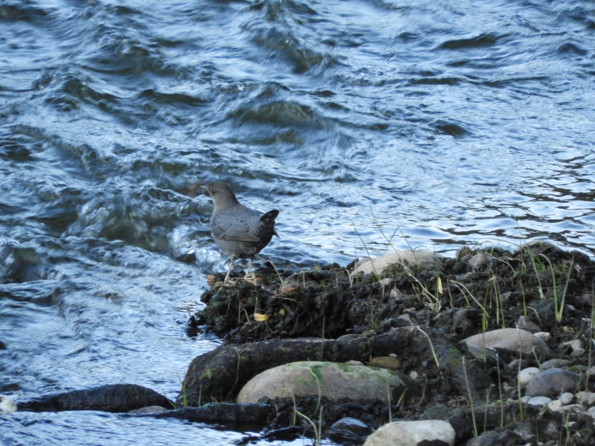 American Dipper - ML185782361