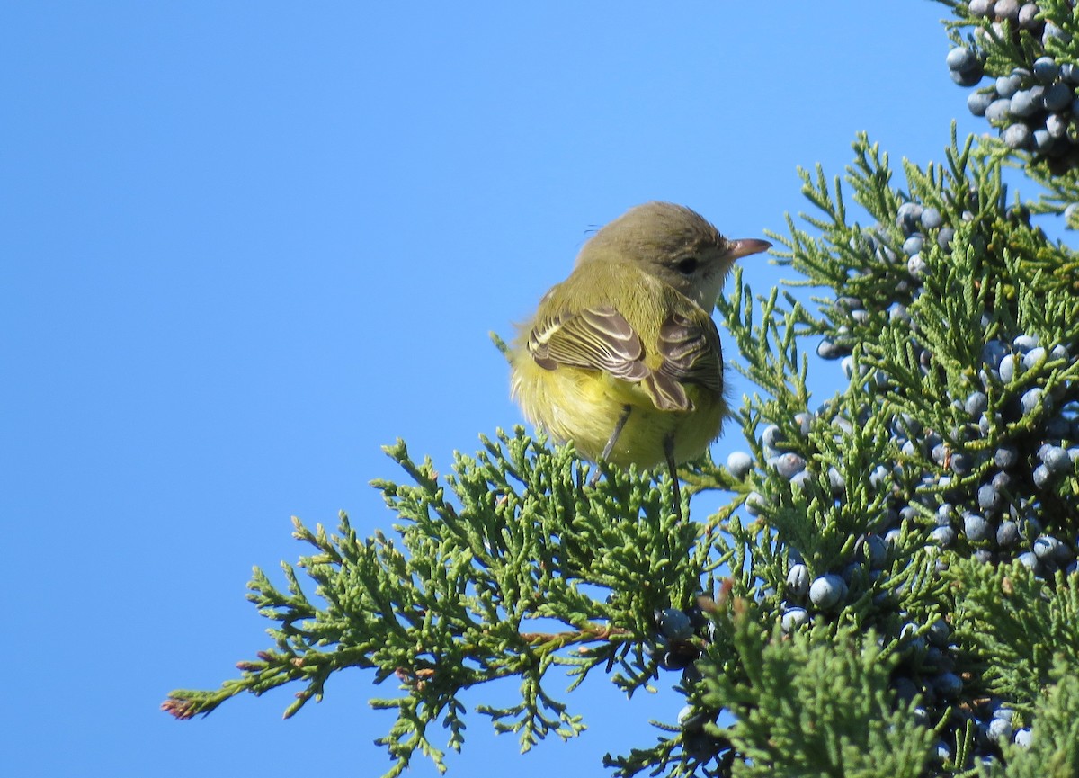 Bell's Vireo - ML185782901