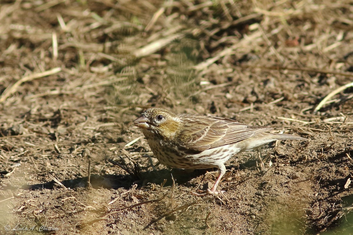 Cassin's Finch - ML185785851