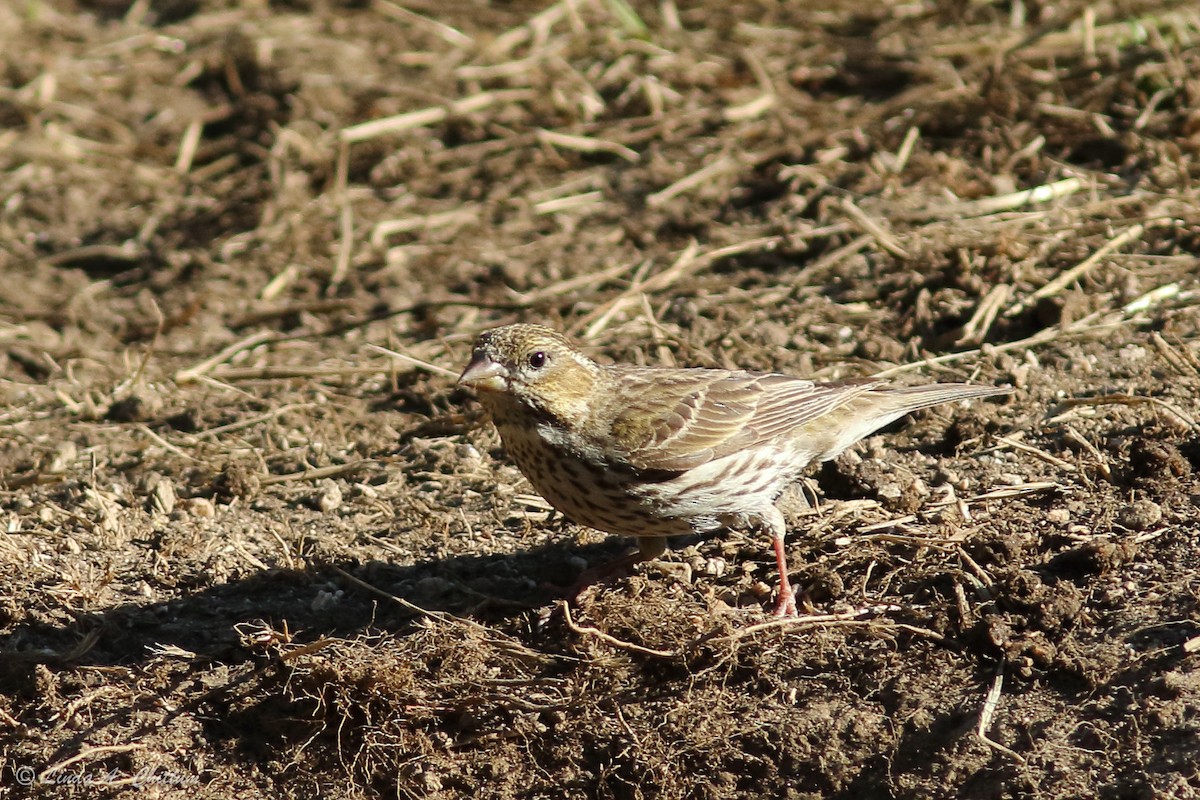 Cassin's Finch - ML185785881