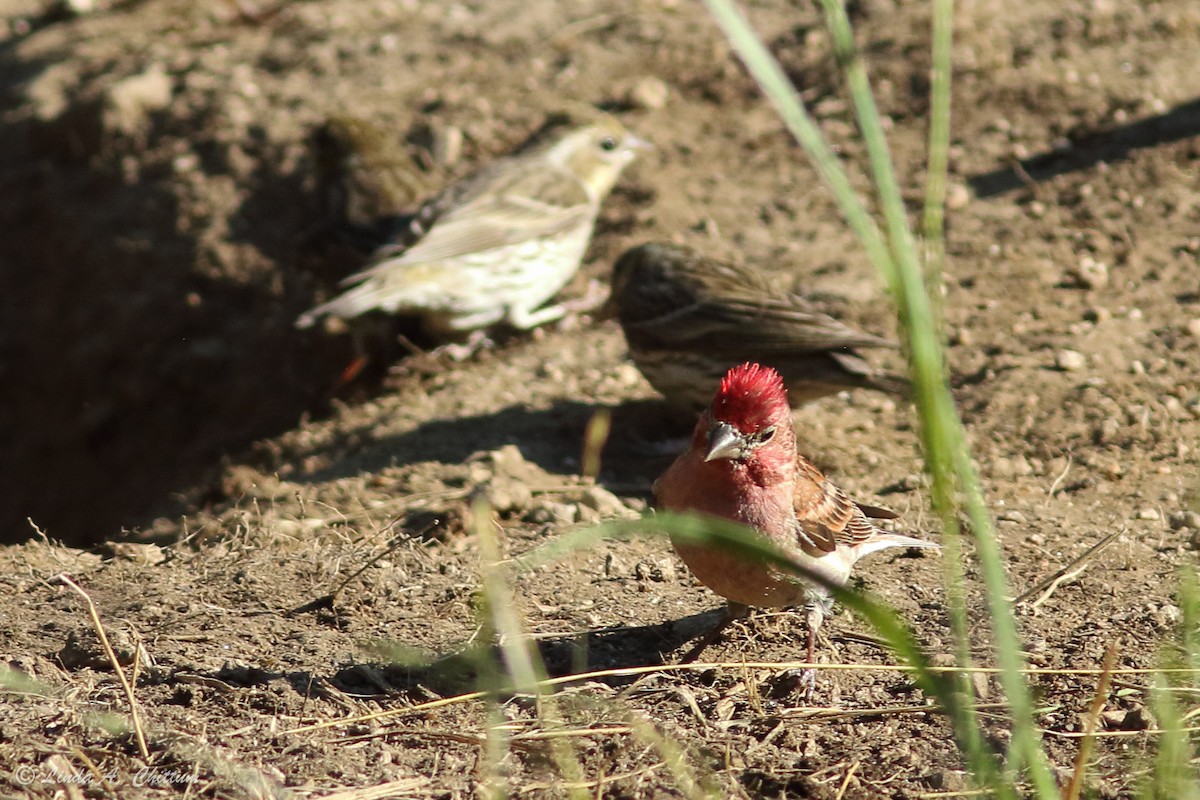 Cassin's Finch - Linda Chittum