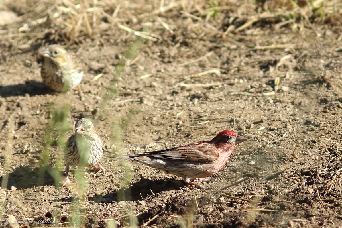 Cassin's Finch - ML185785901