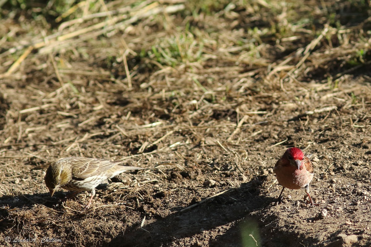 Cassin's Finch - Linda Chittum