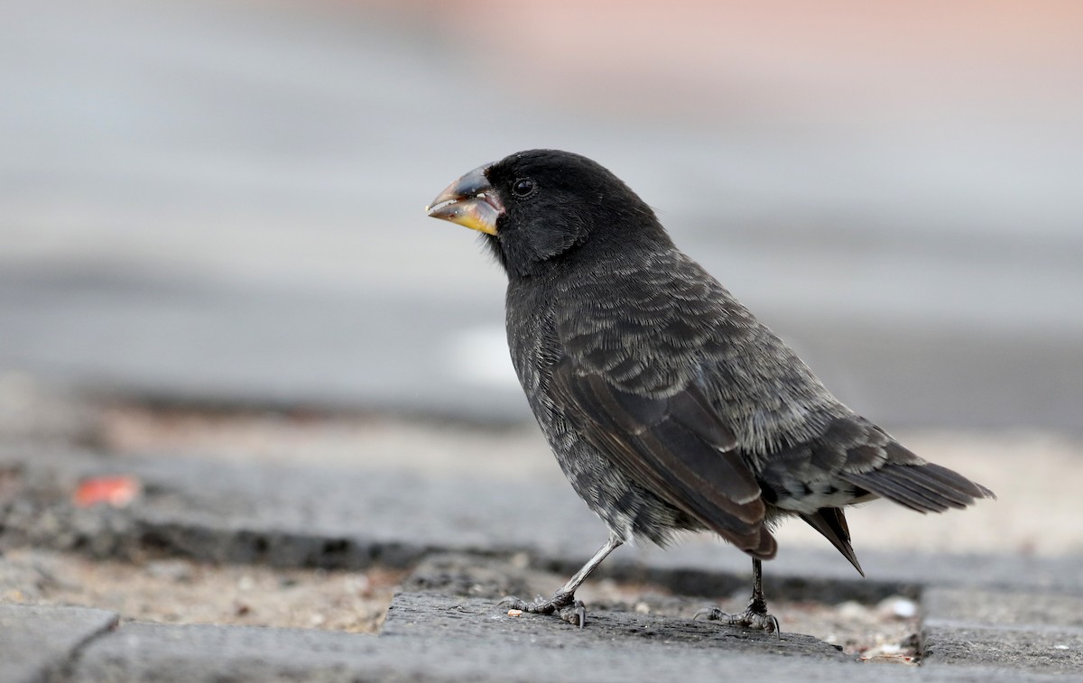 Medium Ground-Finch - Jay McGowan