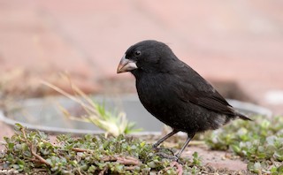 Medium Ground-Finch