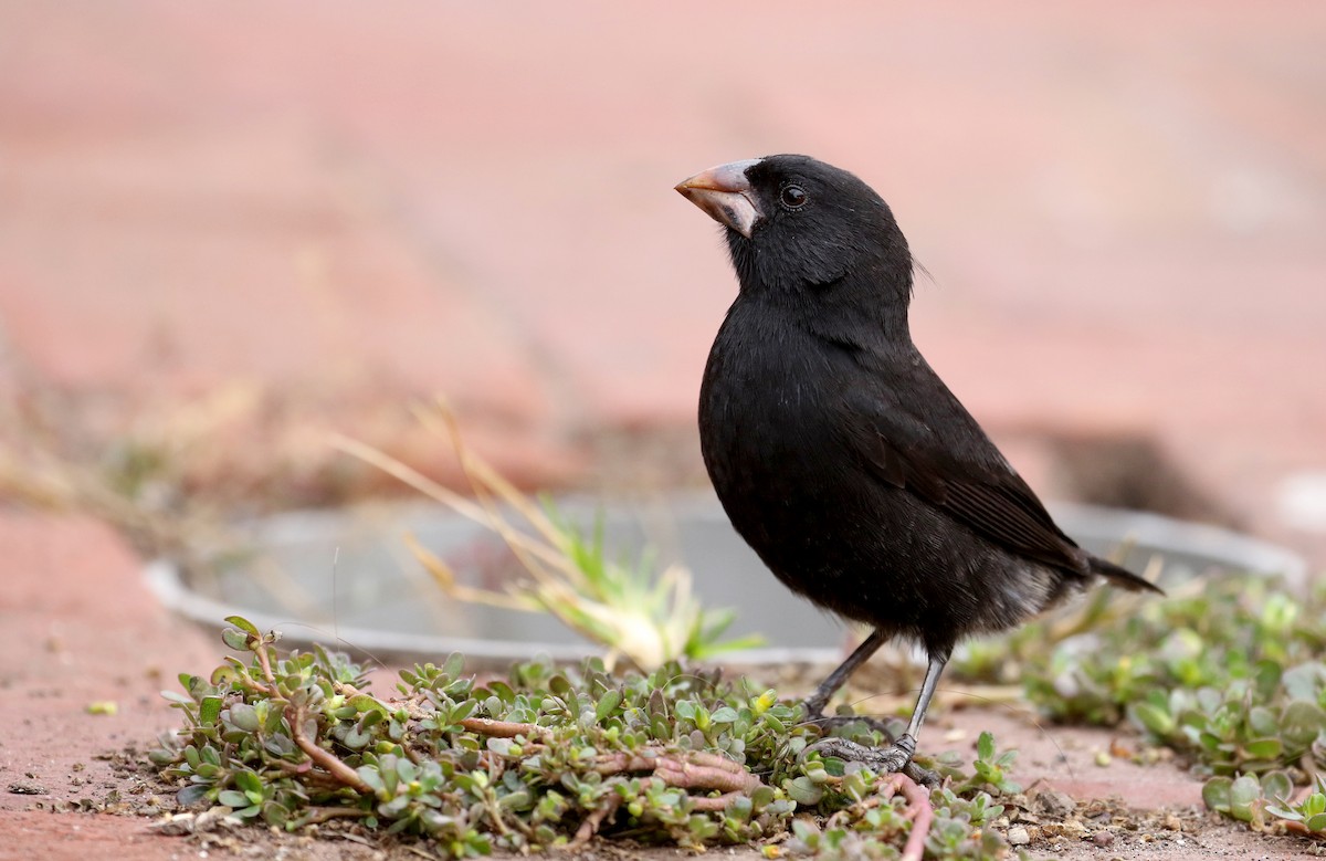 Medium Ground-Finch - Jay McGowan