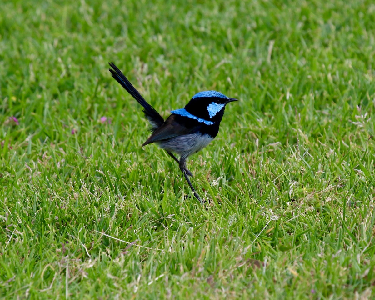 Superb Fairywren - Daniel S.