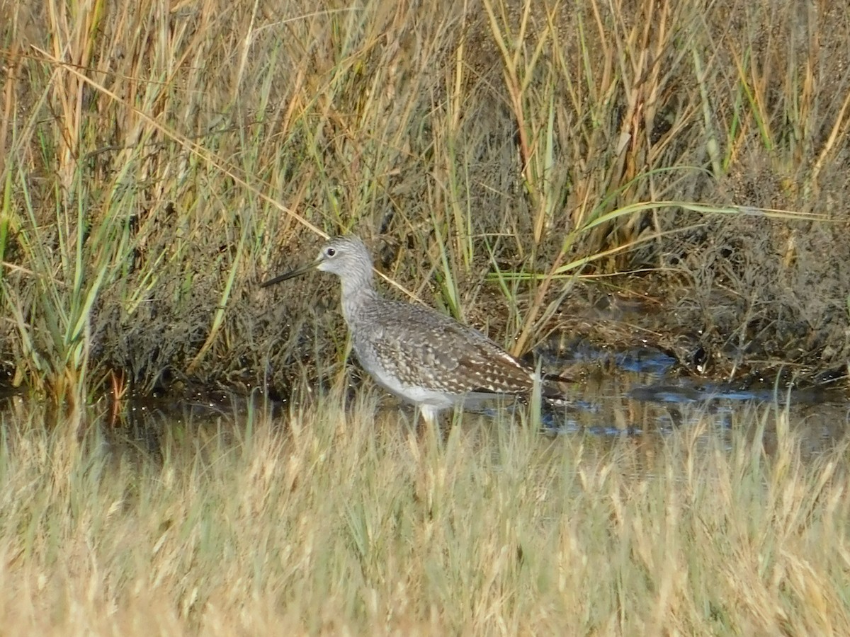 Greater Yellowlegs - ML185790501