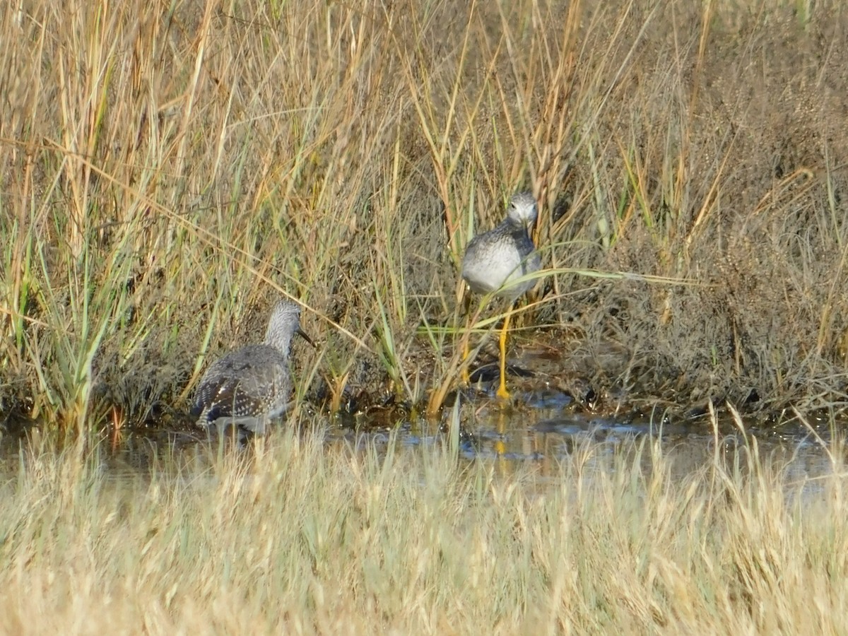 Greater Yellowlegs - ML185790531