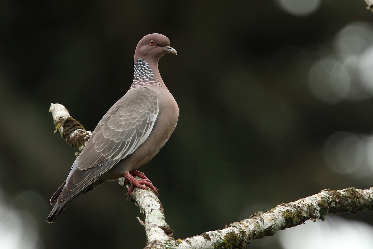 Pigeon picazuro - ML185790591