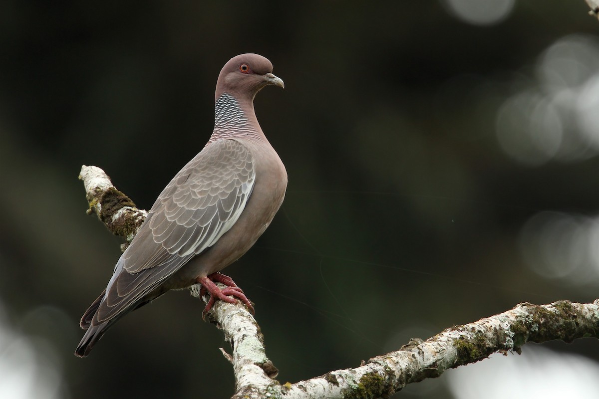 Picazuro Pigeon - ML185790591