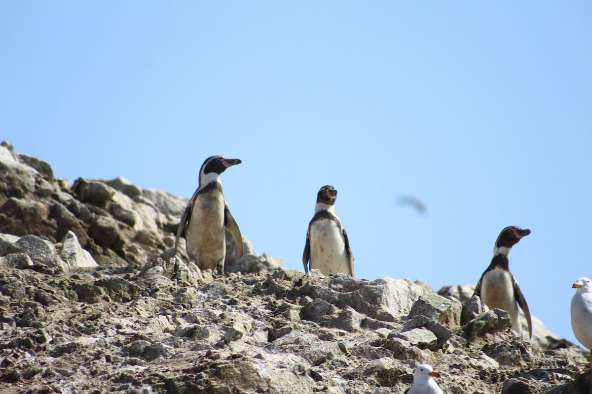 Humboldt Penguin - ML185790671