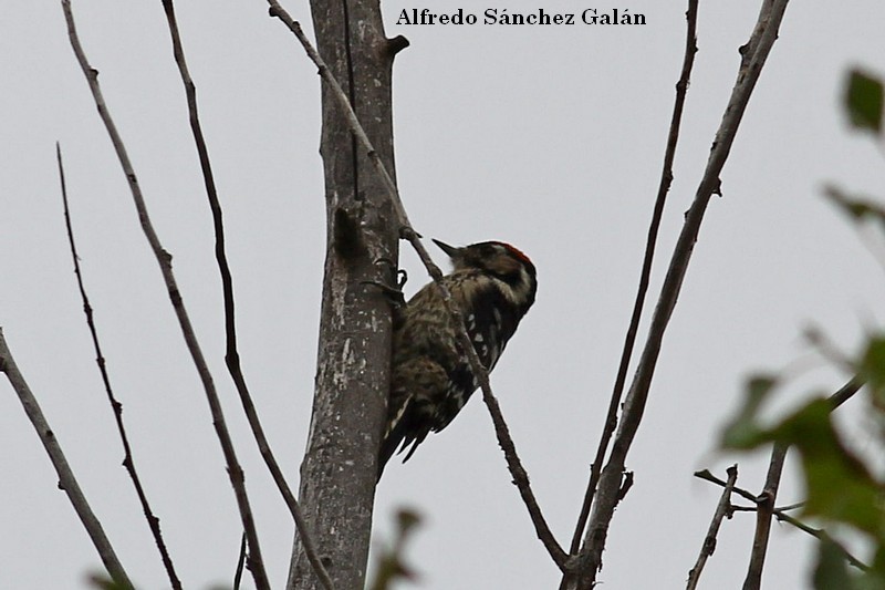 Pico Menor - ML185790821