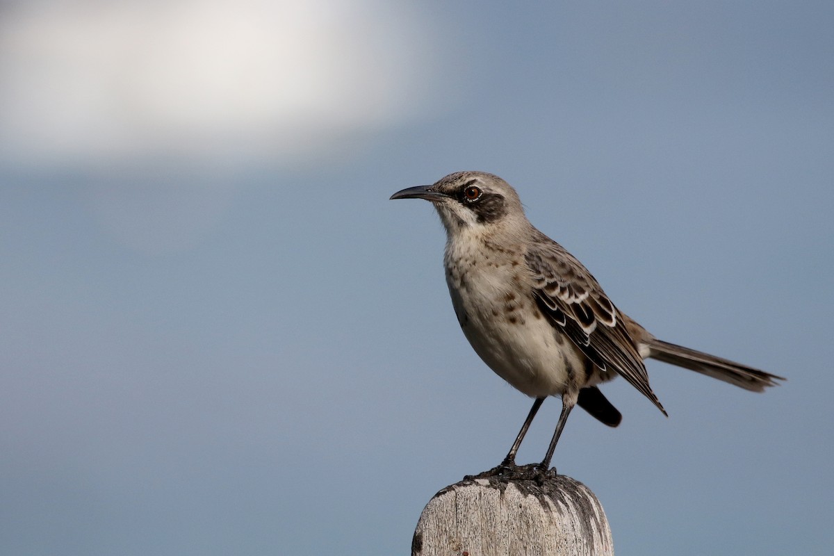 San Cristobal Mockingbird - ML185791001