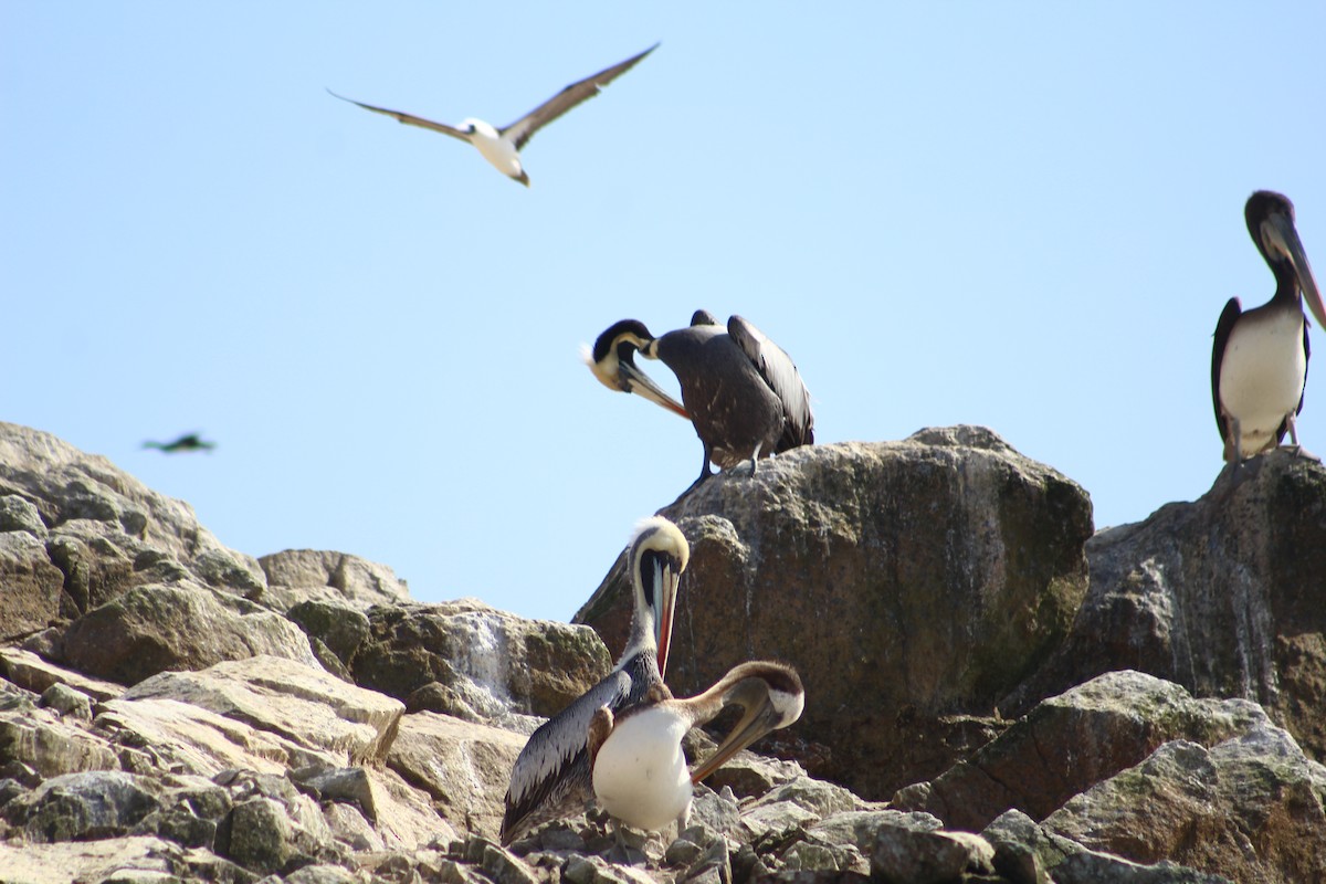 Peruvian Pelican - Alejandro de la Fuente