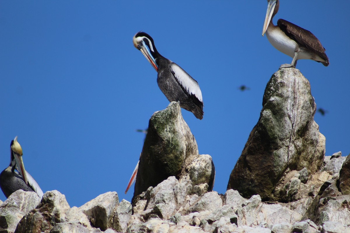 Peruvian Pelican - ML185791861