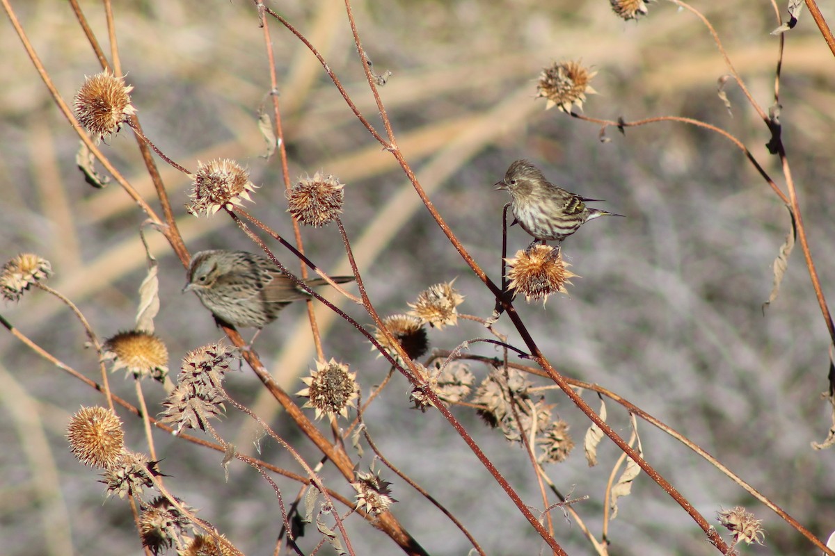 Pine Siskin - ML185794241