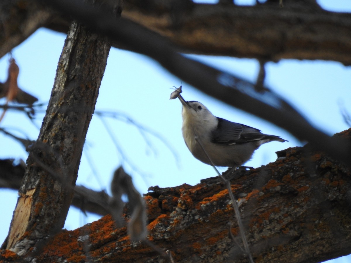 White-breasted Nuthatch - ML185794541