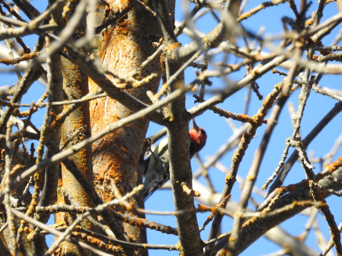 Red-breasted Sapsucker - ML185794991