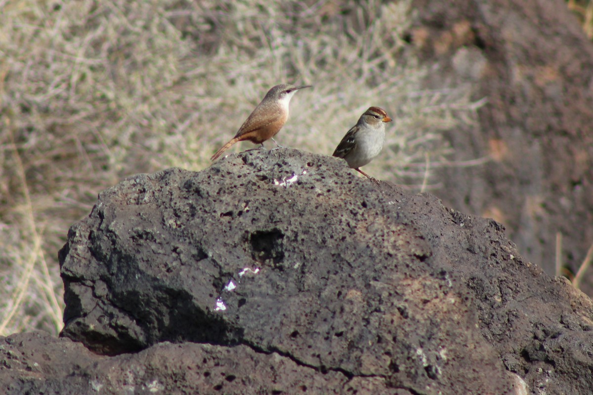 Canyon Wren - ML185795391