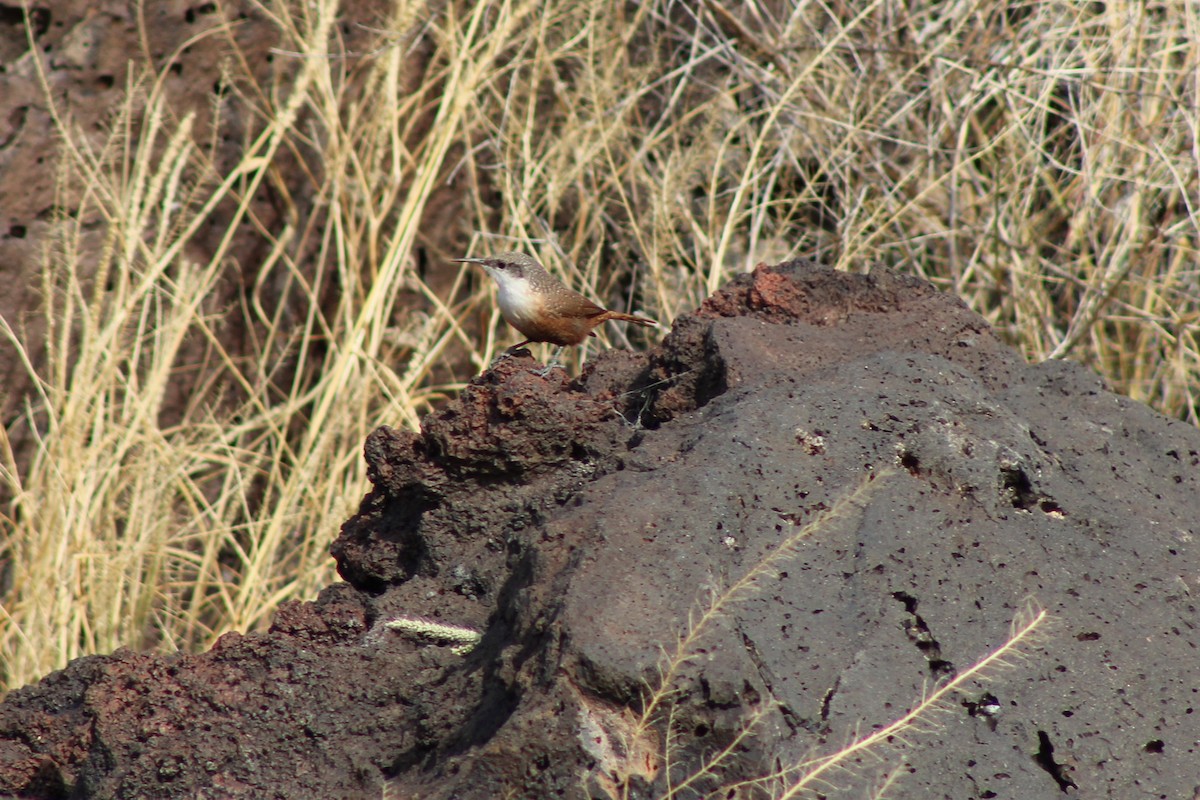 Canyon Wren - ML185795451