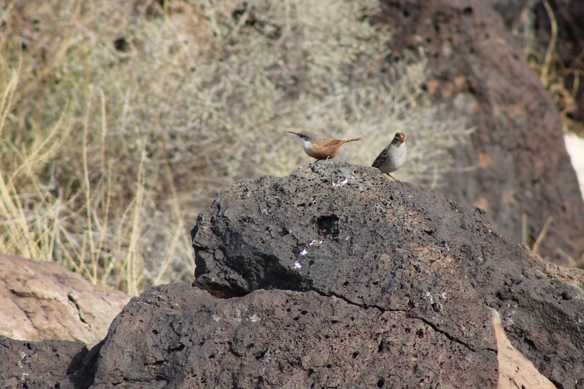 Canyon Wren - ML185795461