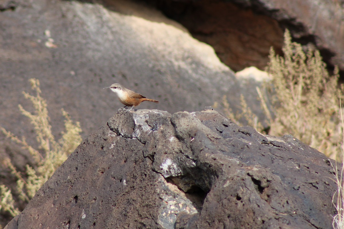 Canyon Wren - ML185795521