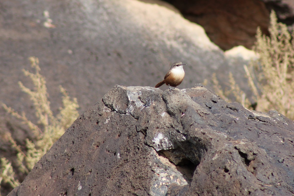 Canyon Wren - ML185795531