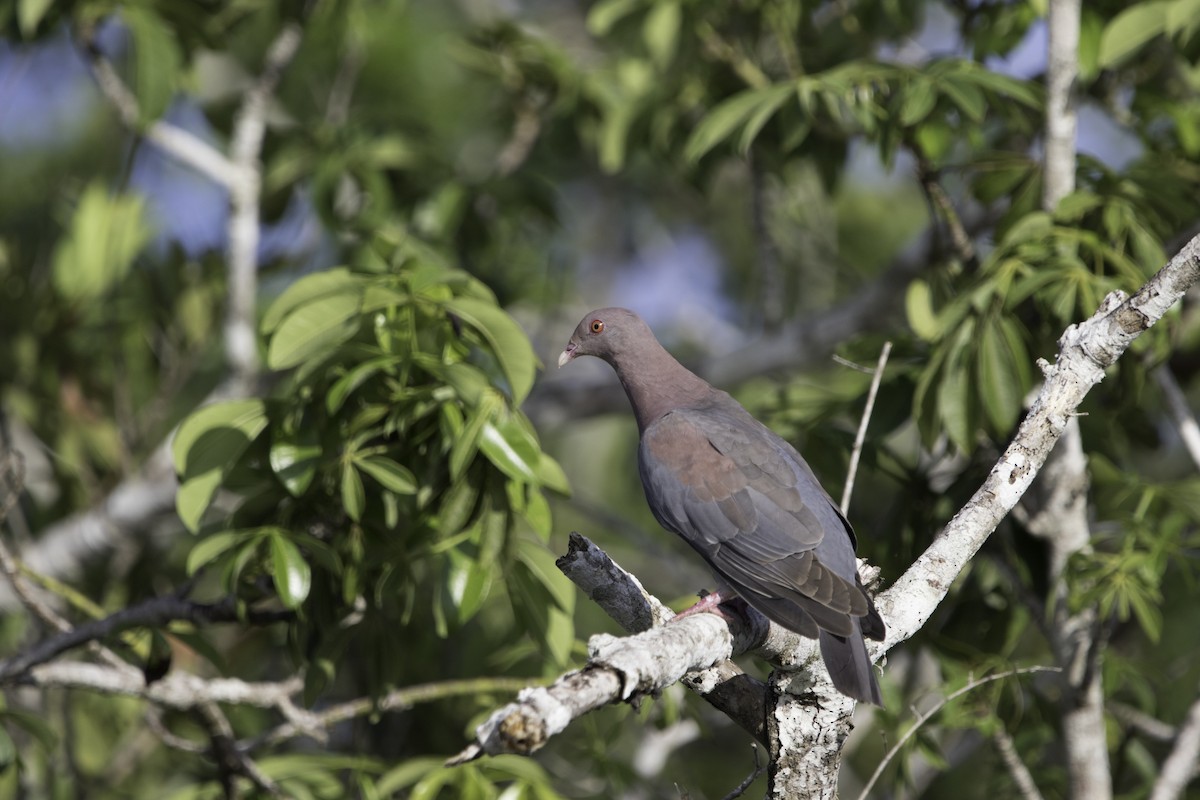 Pigeon à bec rouge - ML185795671