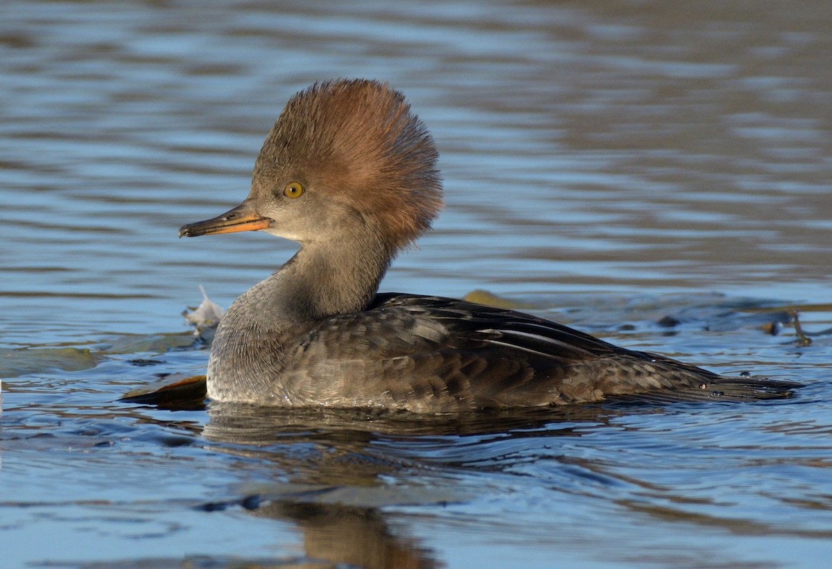 Hooded Merganser - Bill Thompson