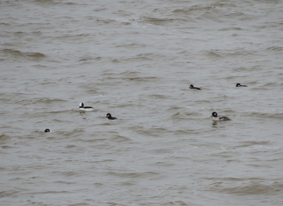 Bufflehead - ML185796631