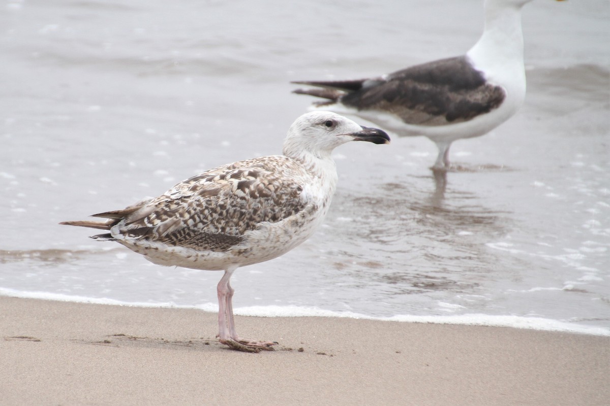 Great Black-backed Gull - ML185797311