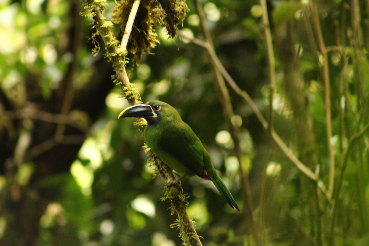 Southern Emerald-Toucanet - ML185797361