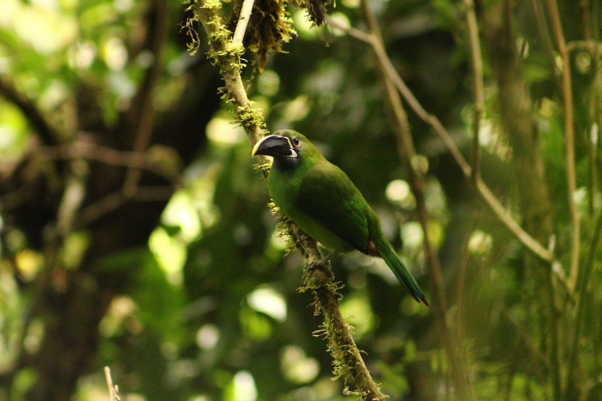 Southern Emerald-Toucanet - ML185797371