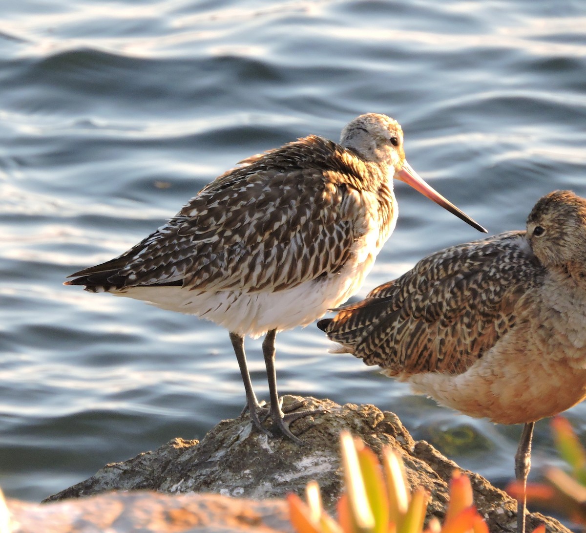 Pittima minore - ML185797921