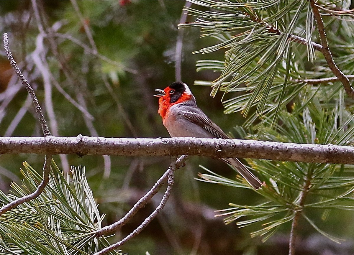 Red-faced Warbler - Bill Hill