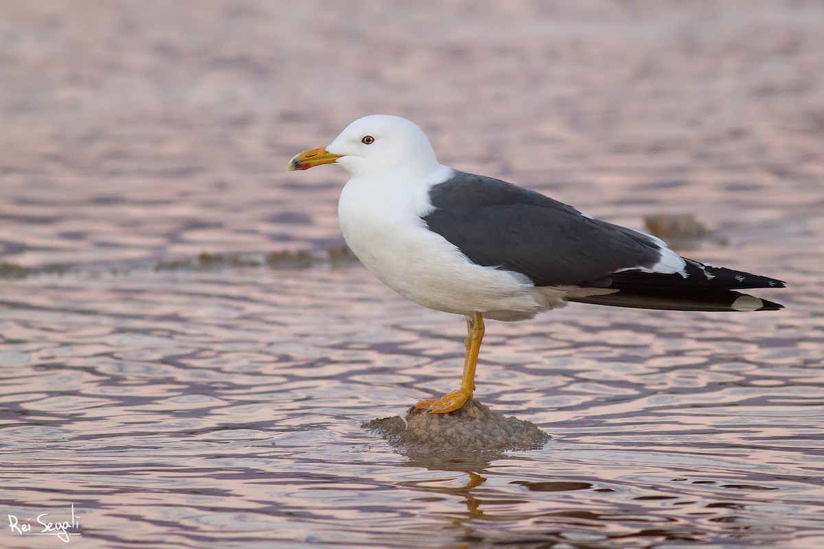 Lesser Black-backed Gull (Heuglin's) - Rei Segali