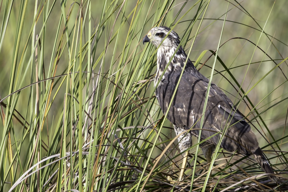 Great Black Hawk - ML185800191