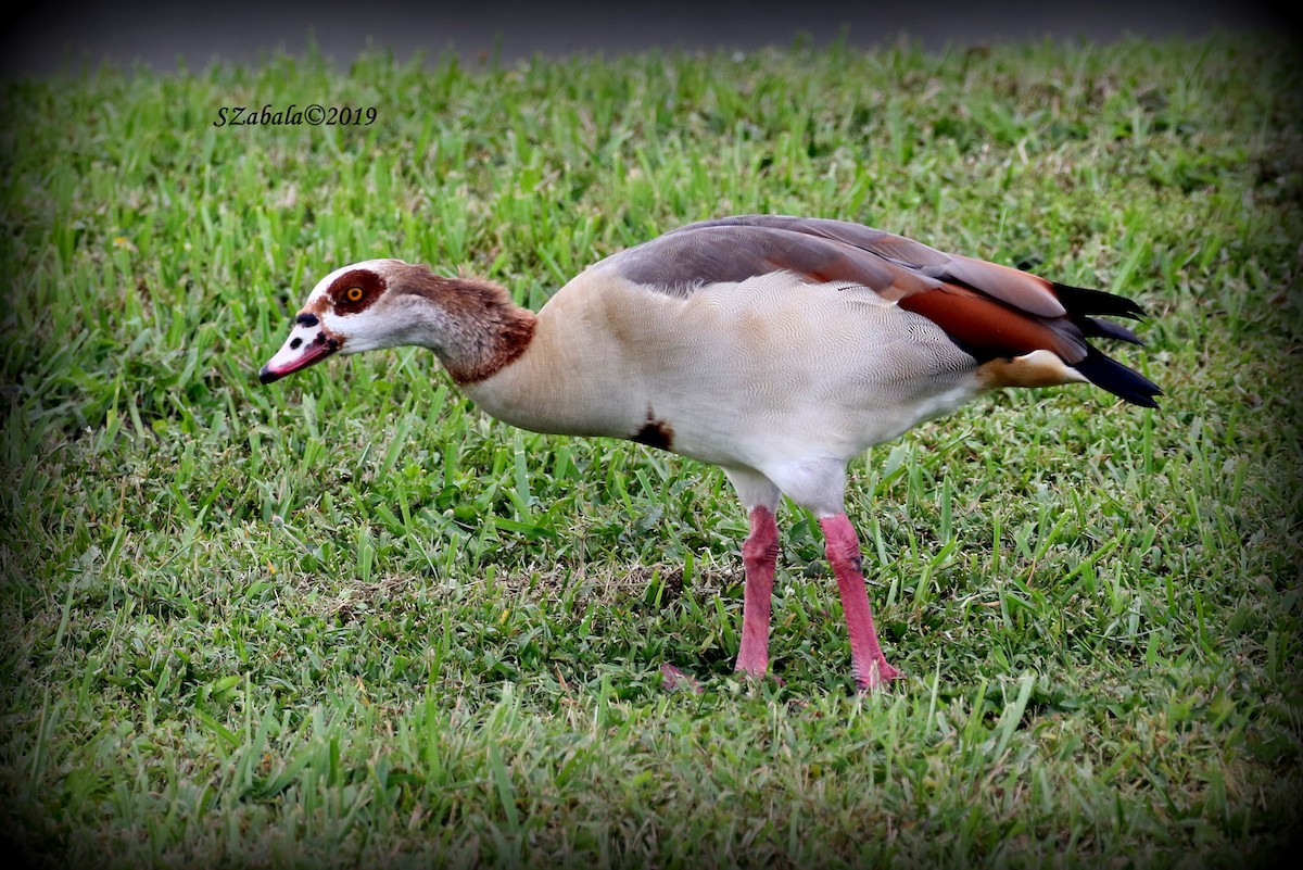 Egyptian Goose - Sandra Zabala