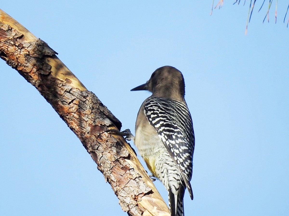 Gila Woodpecker - ML185801791