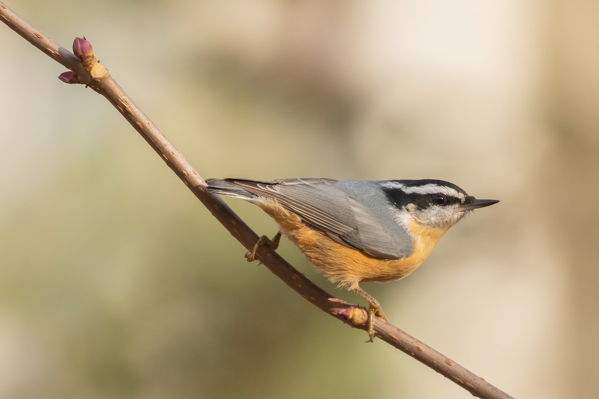 Red-breasted Nuthatch - bellemare celine