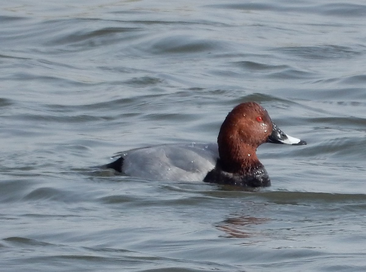 Common Pochard - ML185802891