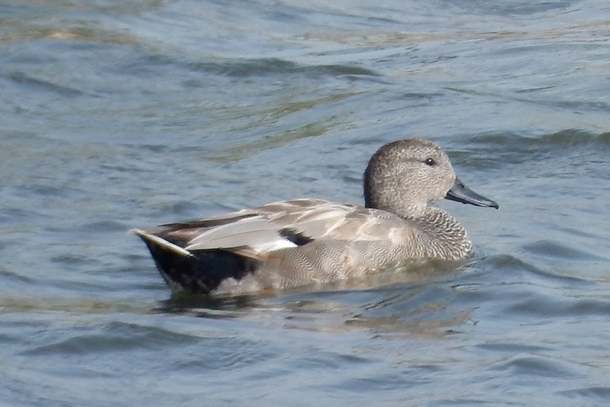 Gadwall - ML185803041