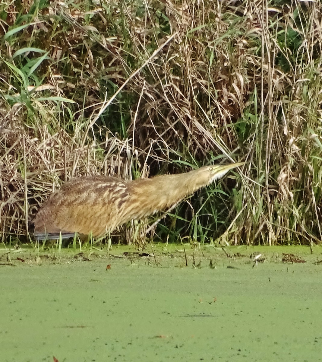 American Bittern - ML185804721