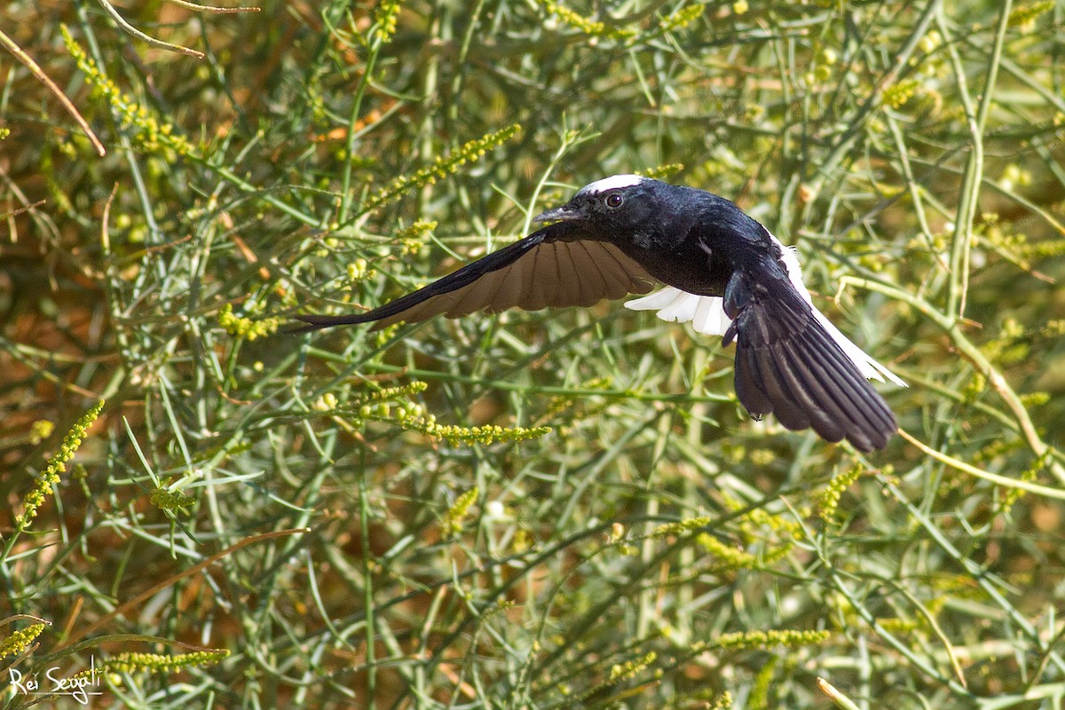 White-crowned Wheatear - ML185805411